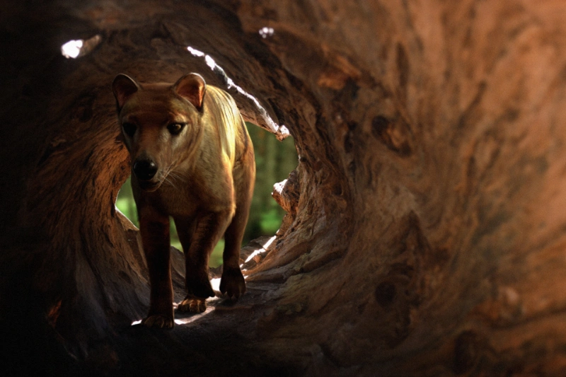 428427-extinct-thylacine-genome-nearly-complete | گام بزرگ به سوی احیای گرگ تاسمانی: دانشمندان ۹۹٫۹ درصد ژنوم حیوان را بازسازی کردند