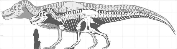 largest-trex-was-probably-much-bigger | تی‌رکس بزرگ‌تر از چیزی بوده که تاکنون تصور می‌کردیم!