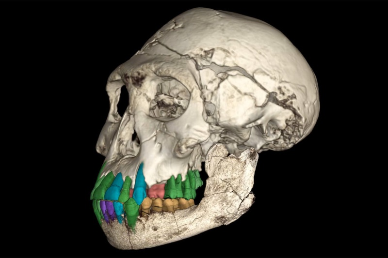 429962-why-do-humans-mature-slowly | چرا انسان‌ها دیر بالغ می‌شوند؟ فسیل ۱٫۸ میلیون ساله پاسخ می‌دهد