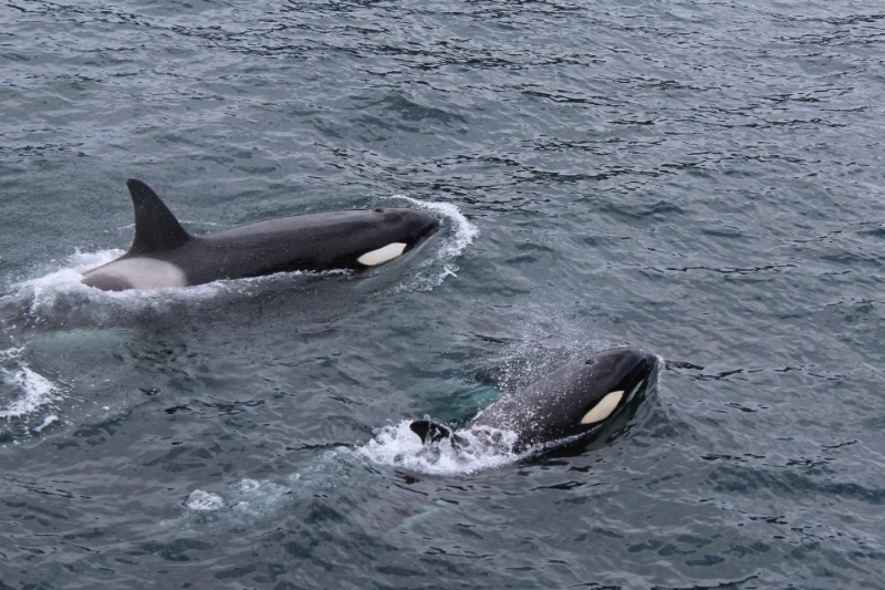 430651-orca-hunt-whale-sharks | نهنگ‌های قاتل اکنون غول‌پیکر‌ترین کوسه‌های دنیا را شکار می‌کنند