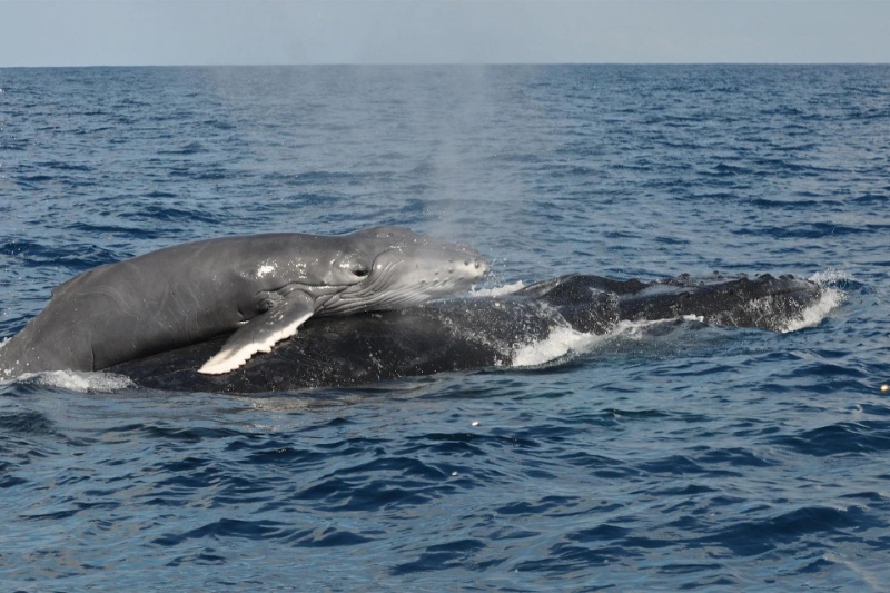 431601-recordings-baby-humpback-whales | نهنگ گوژپشت نوزاد با تولید صداهای بامزه از مادر خود درخواست شیر می‌کند