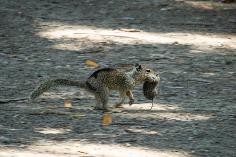 431697-carnivorous-squirrels-california | کشف تکان‌دهنده: سنجاب‌های کالیفرنیا به قاتلان خونسرد جوندگان دیگر تبدیل شده‌اند