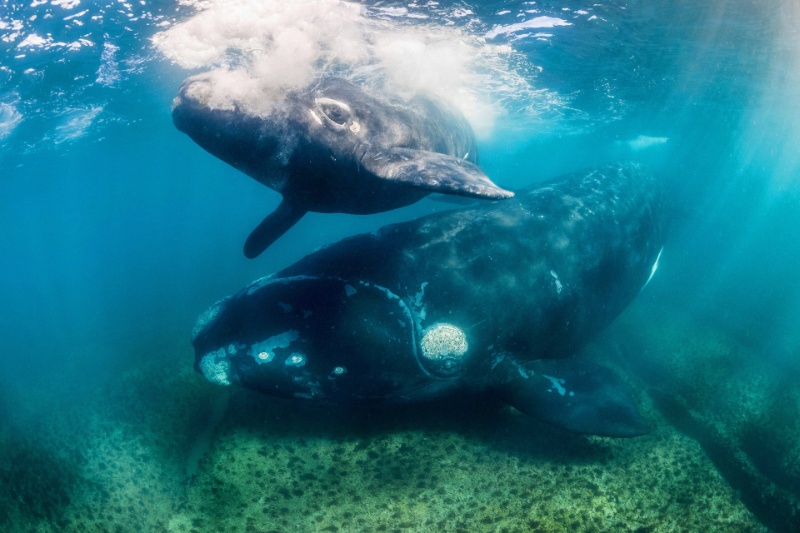 432321-endangered-whales-live-twice-long | برخی از نهنگ‌های در خطر انقراض تا دو برابر بیشتر از حد تصور ما عمر می‌کنند