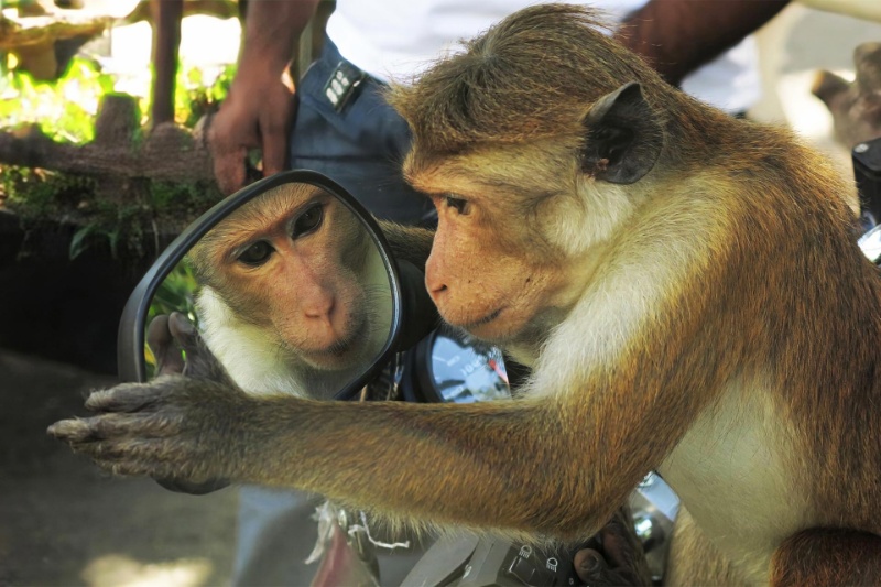 434122-wild-baboons-mirror-recognize-test | بابون‌های وحشی خود را در آینه نمی‌شناسند