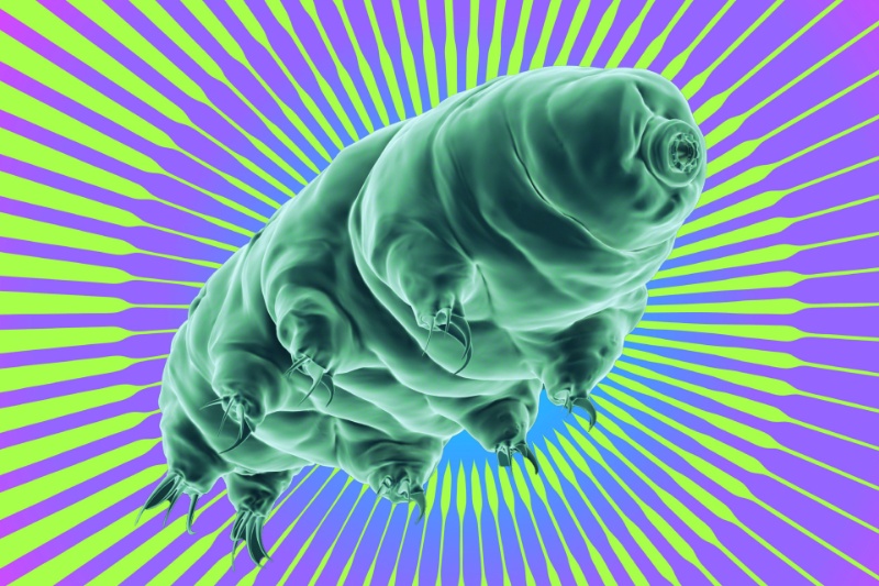 435982-tardigrades-cancer-radiation-therapy | کشف شگفت‌انگیز: کاهش عوارض درمان سرطان با الهام از موجودی جان سخت