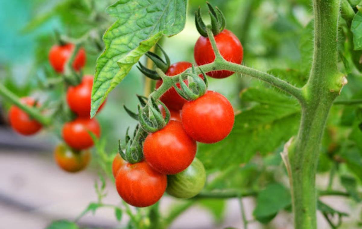 tomato-growing-tips | مهم‌ترین نکات برای کاشت و پرورش گوجه فرنگی