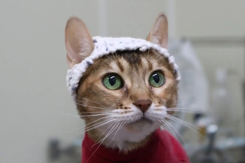 426729-cats-brain-activity-crocheted-hats | دانشمندان برای اولین‌بار فعالیت مغز گربه‌ها را با کلاه بافتنی ثبت کردند