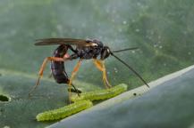 420997-wasps-that-tamed-viruses | زنبورها چگونه ویروس‌ها را اهلی کرده‌اند؟